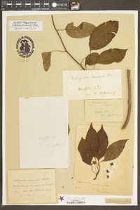 Schisandra glabra image