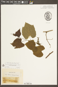 Vitis cinerea image