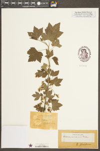 Ribes americanum image