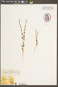 Schenkia spicata image