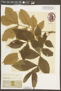 Carya pallida image