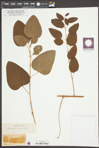 Smilax herbacea image