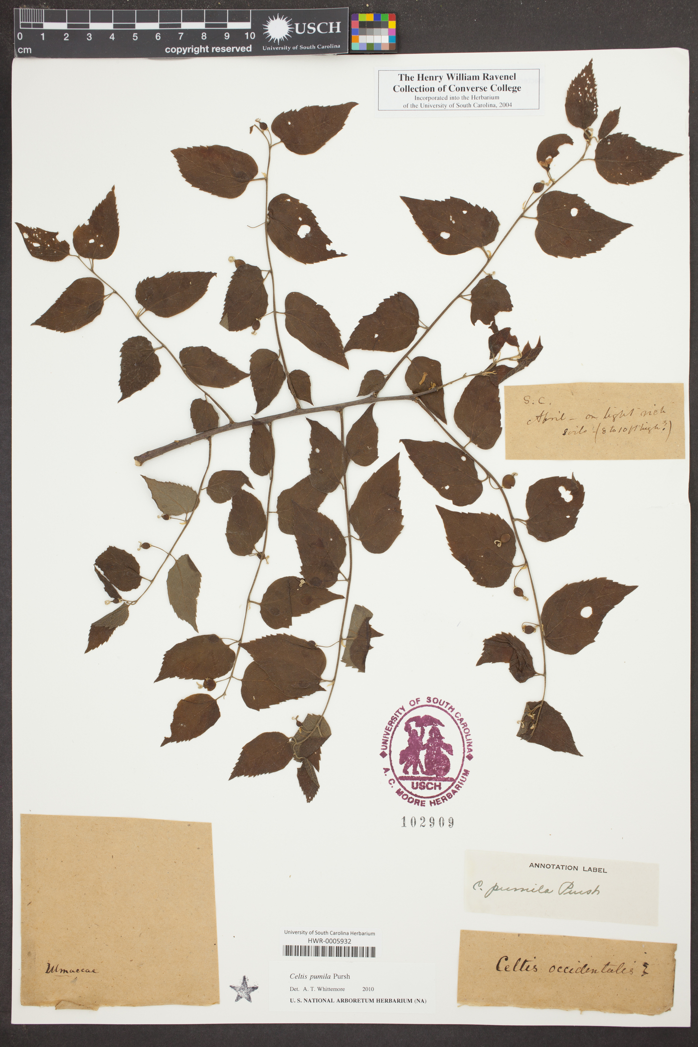 Celtis pumila Pursh image
