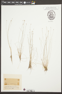 Eleocharis microcarpa image