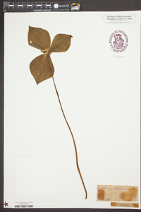 Trillium erectum image