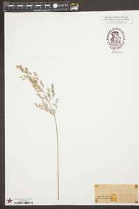 Agrostis capillaris image