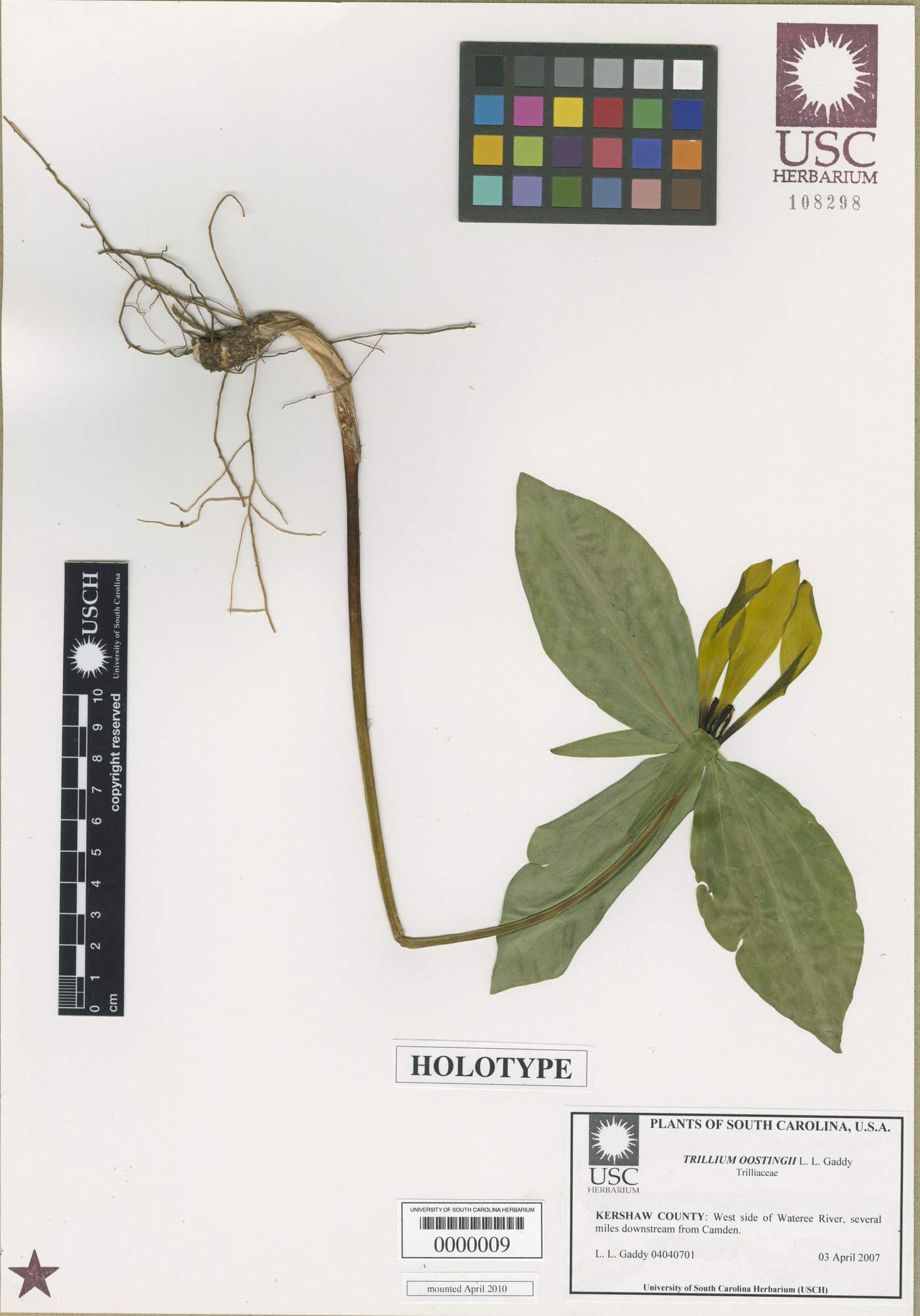 Trillium oostingii image