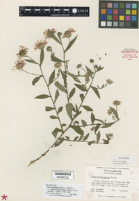 Aster carolinianus image