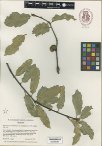 Quercus parvula image