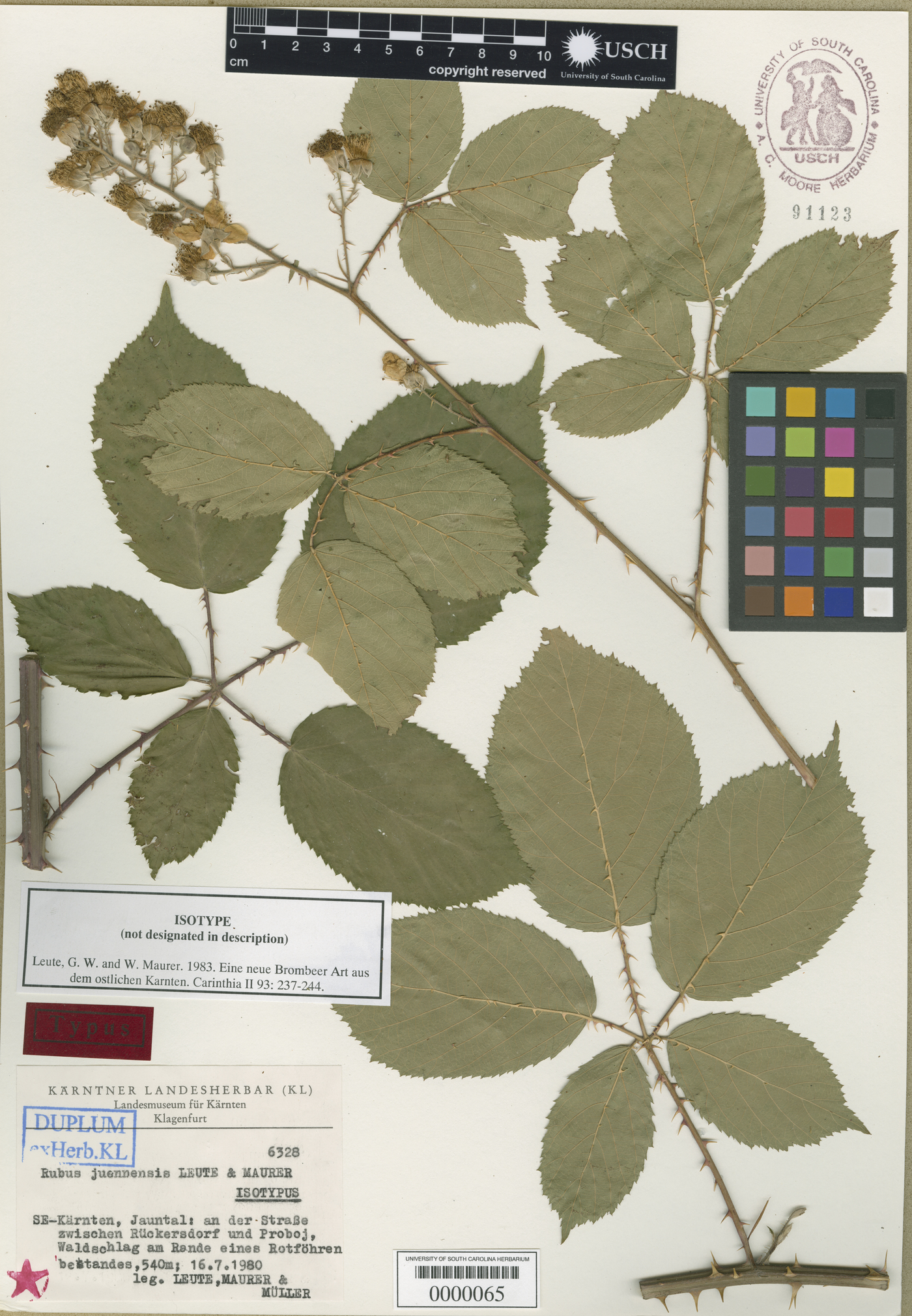 Rubus juennensis image