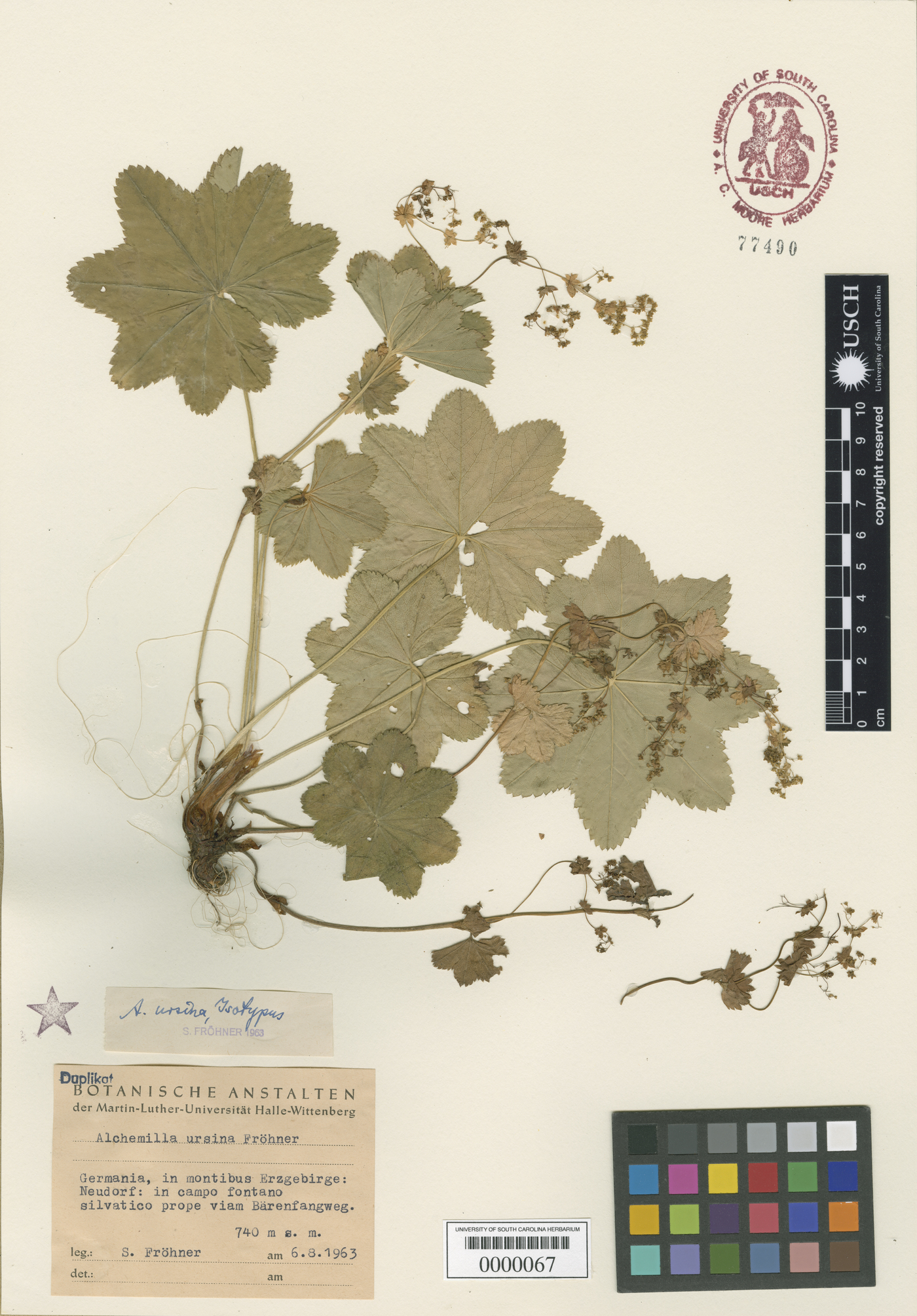 Alchemilla effusa image