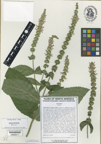 Stachys iltisii image