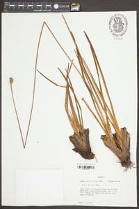 Xyris ambigua image