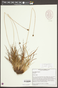 Xyris elliottii image