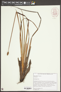 Xyris stricta image