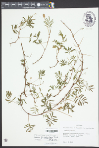 Mimosa strigillosa image