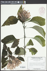 Justicia carnea image