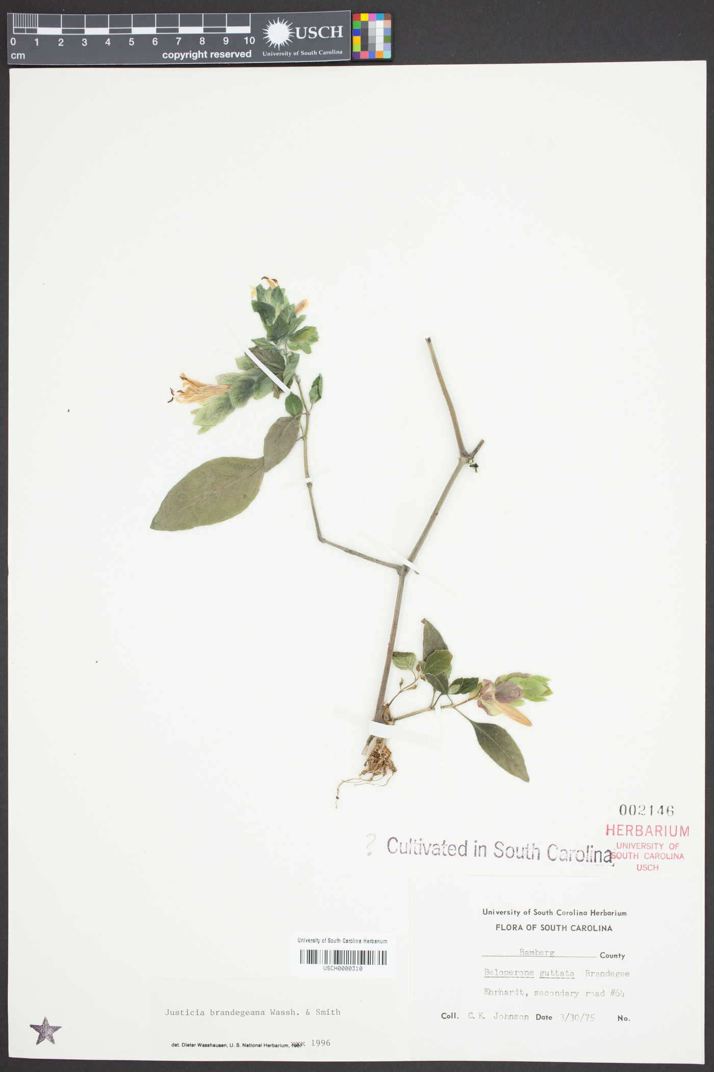 Justicia brandegeeana image