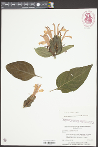 Justicia carnea image