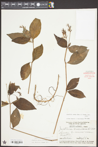 Justicia ovata var. ovata image