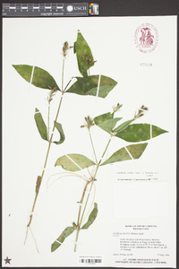 Justicia ovata image