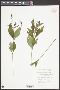 Justicia ovata var. ovata image