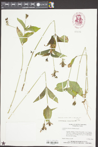 Justicia ovata var. ovata image