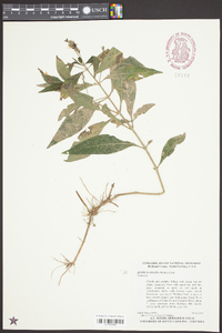 Justicia ovata image