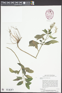 Justicia ovata image