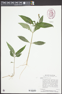 Justicia ovata image