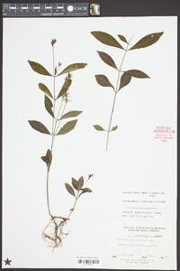 Justicia ovata var. ovata image