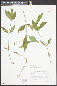 Justicia ovata image