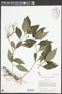 Justicia ovata image