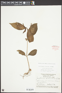 Justicia ovata image