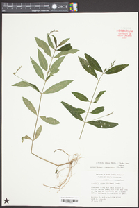 Justicia ovata var. ovata image