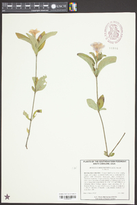 Ruellia caroliniensis image