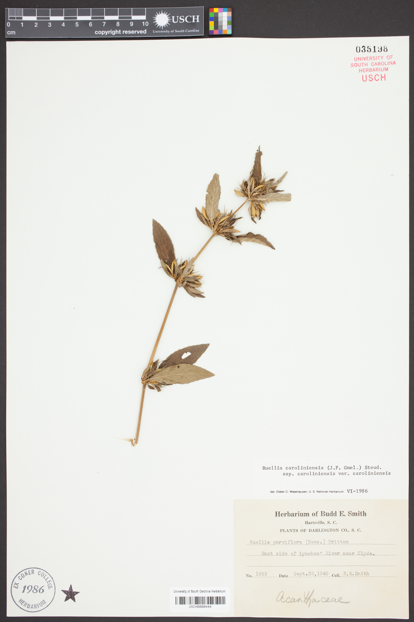 Ruellia caroliniensis var. caroliniensis image