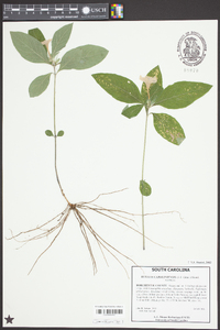 Ruellia caroliniensis image