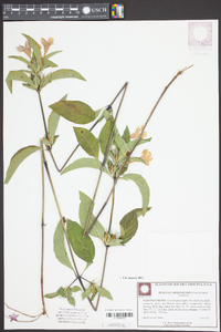 Ruellia caroliniensis image