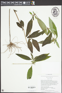 Ruellia caroliniensis image