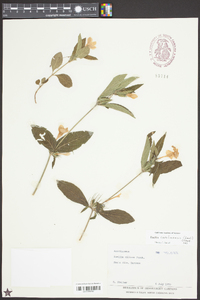 Ruellia caroliniensis image