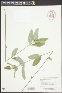 Ruellia caroliniensis image