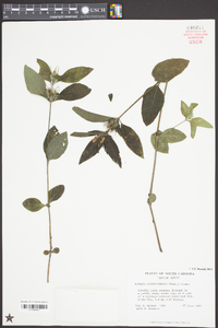 Ruellia caroliniensis image