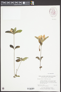 Ruellia caroliniensis image