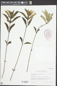 Ruellia caroliniensis image