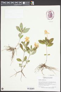 Ruellia caroliniensis image