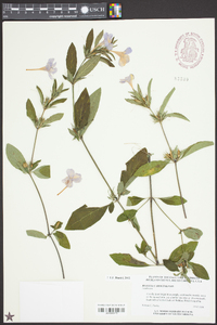 Ruellia caroliniensis image