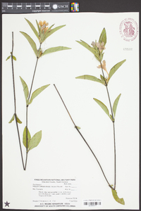 Ruellia caroliniensis image