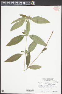 Ruellia caroliniensis image