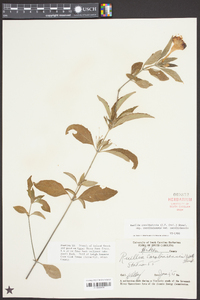 Ruellia caroliniensis image